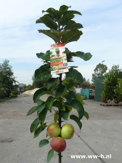 Malus domestica Red Sensation 12,99 - Klik op de afbeelding om het venster te sluiten